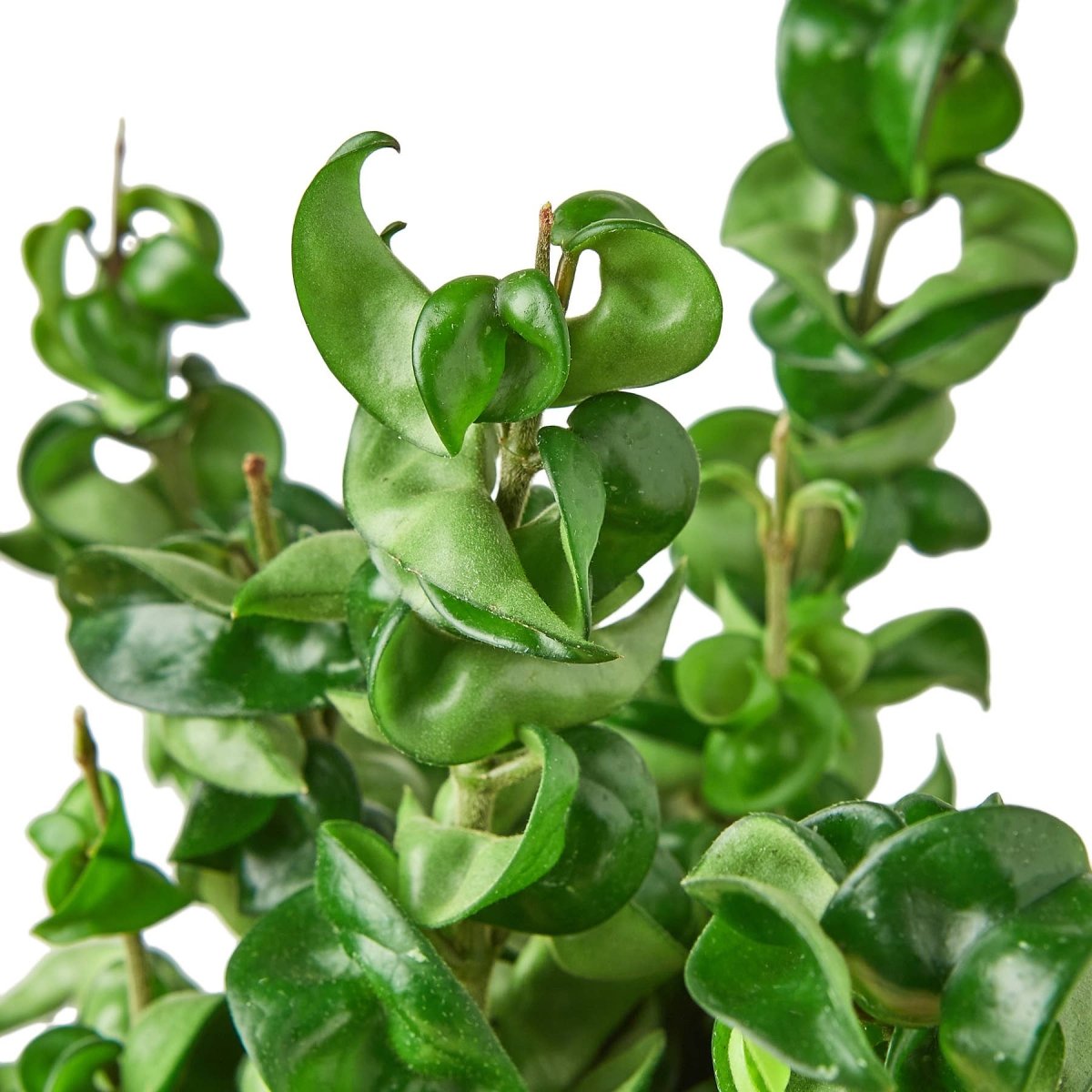 Ed's Plant Shop Hoya Carnosa Compacta - Thumbnail 3