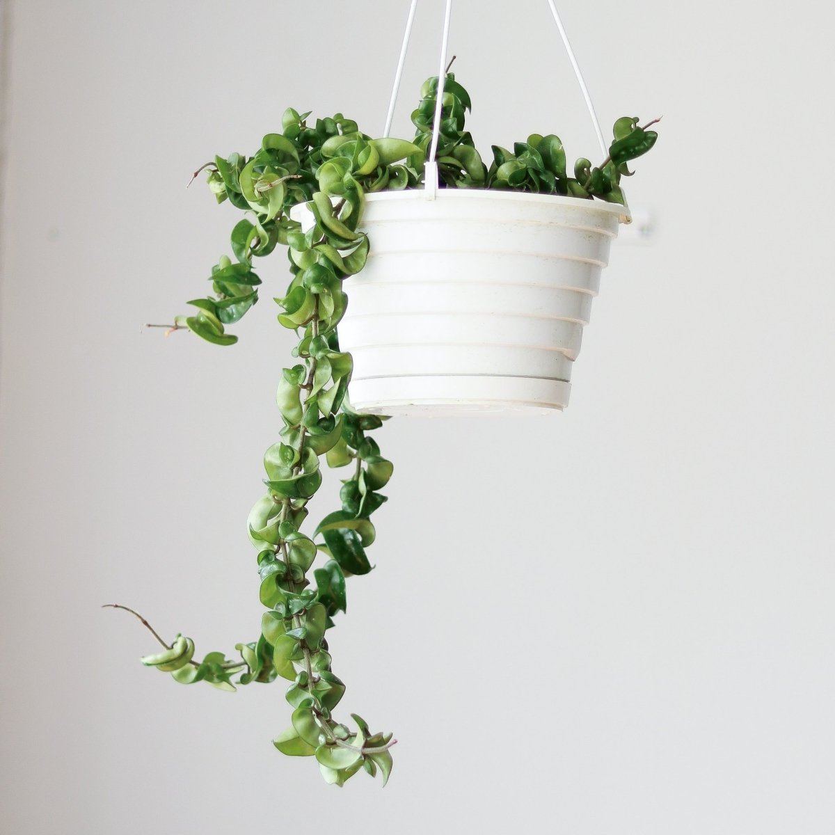 Ed's Plant Shop Hoya Carnosa Compacta