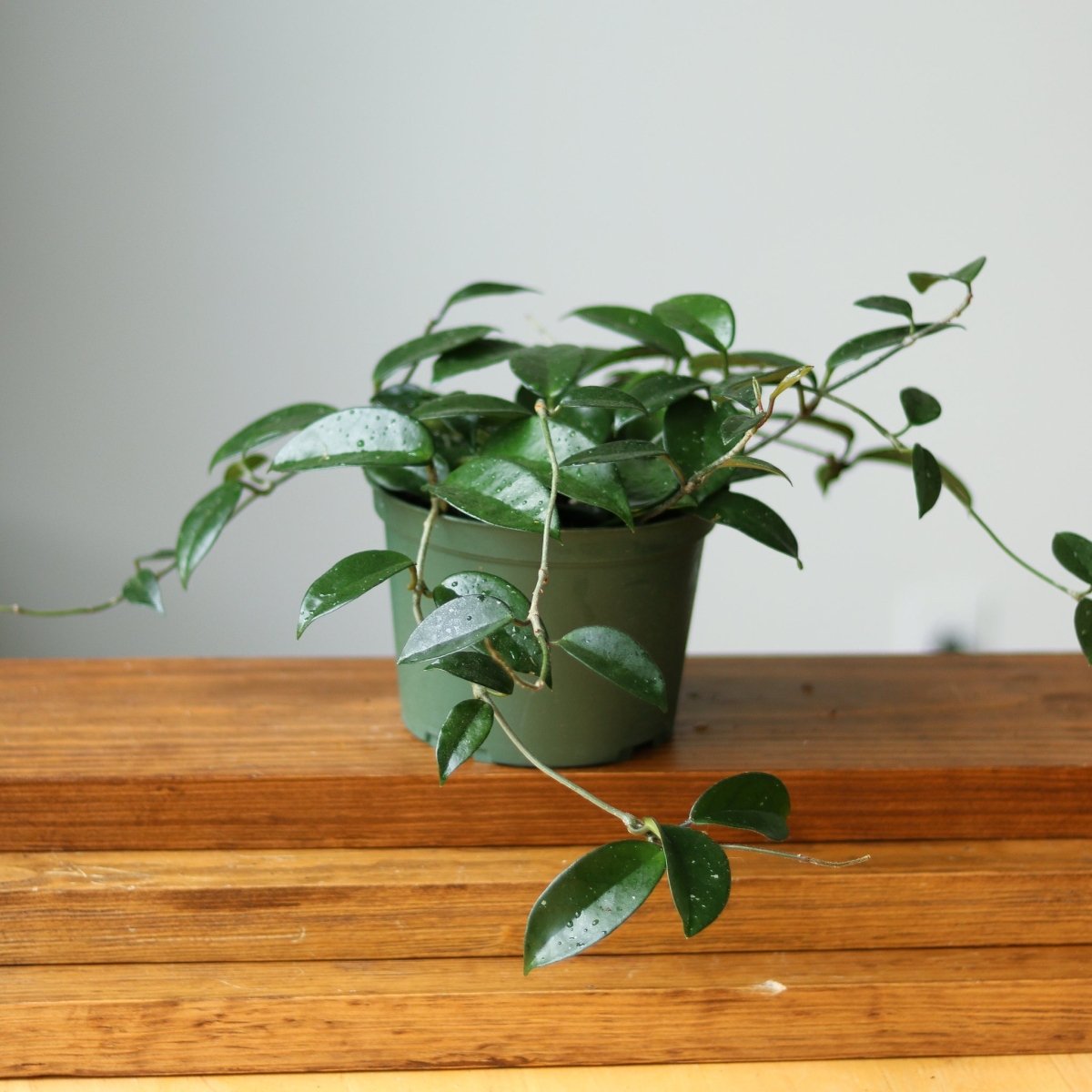 Hoya Carnosa Green 'Wax Plant' - Various Sizes - Ed's Plant Shop