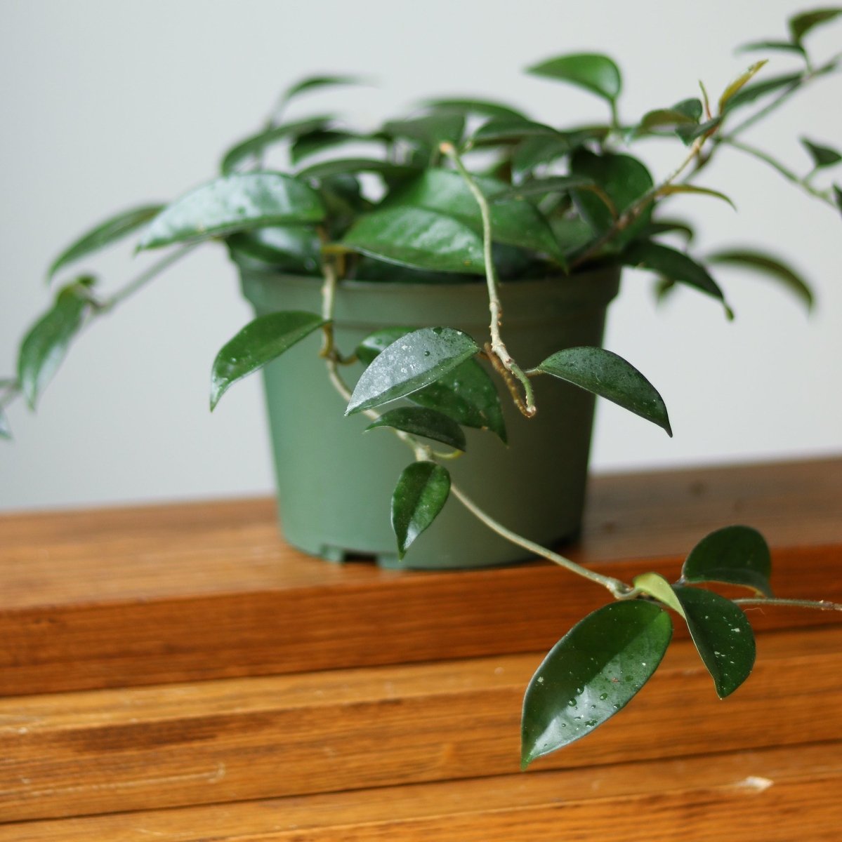 Hoya Carnosa Green 'Wax Plant' - Various Sizes - Ed's Plant Shop