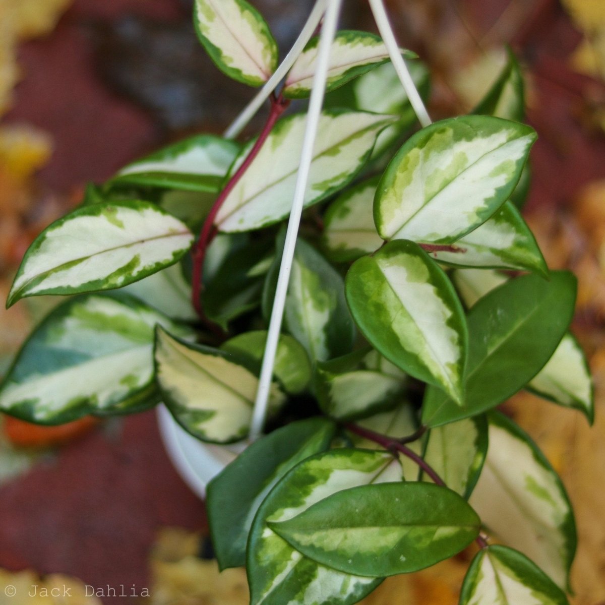 Ed's Plant Shop Hoya Carnosa Wax Plant - Thumbnail 2