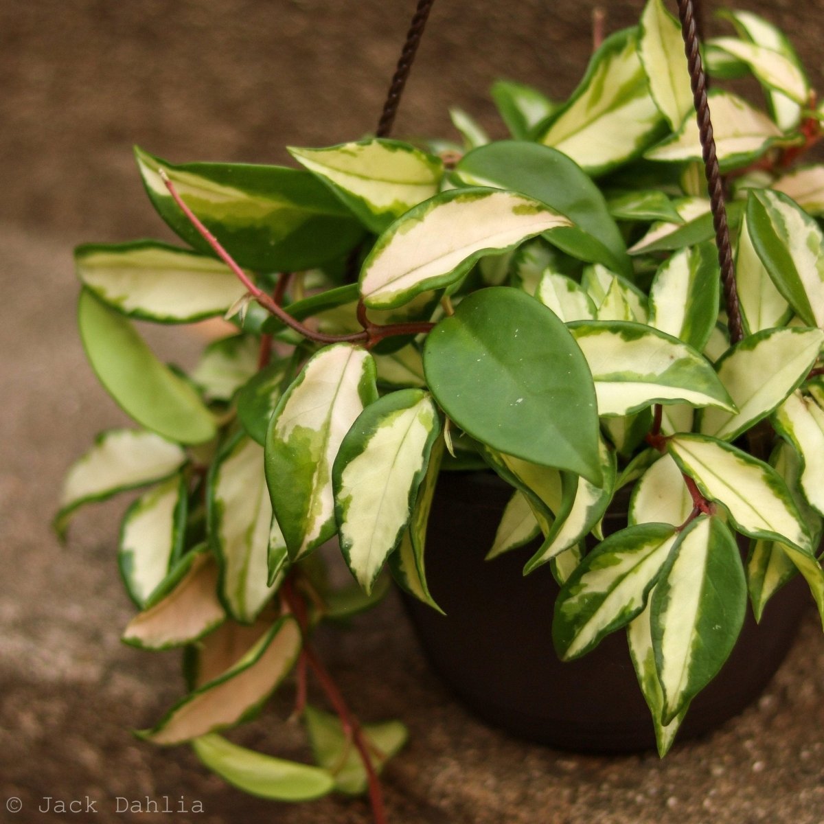 Ed's Plant Shop Hoya Carnosa Wax Plant - Thumbnail 3