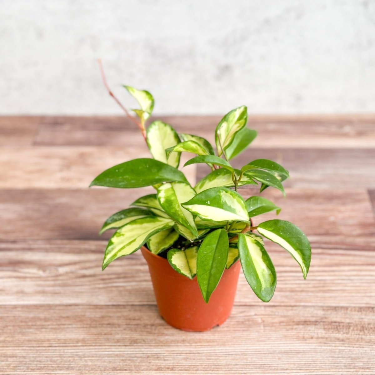 Hoya Carnosa 'Krimson Princess' Wax Plant - Various Sizes - Ed's Plant Shop