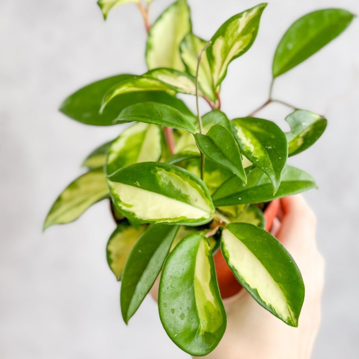 Hoya Carnosa 'Krimson Princess' Wax Plant - Various Sizes - Ed's Plant Shop