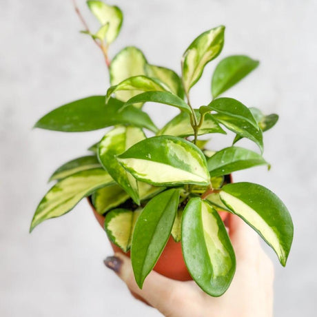 Hoya Carnosa 'Krimson Princess' Wax Plant - Various Sizes - Ed's Plant Shop