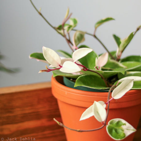 Hoya Carnosa 'Krimson Queen' Wax Plant - Various Sizes - Ed's Plant Shop