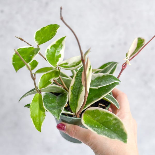 Hoya Carnosa 'Krimson Queen' Wax Plant Closeup - Ed's Plant Shop