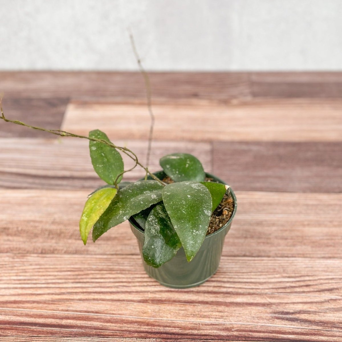 Hoya caudata ‘Sumatra’ Wax Flower - Ed's Plant Shop