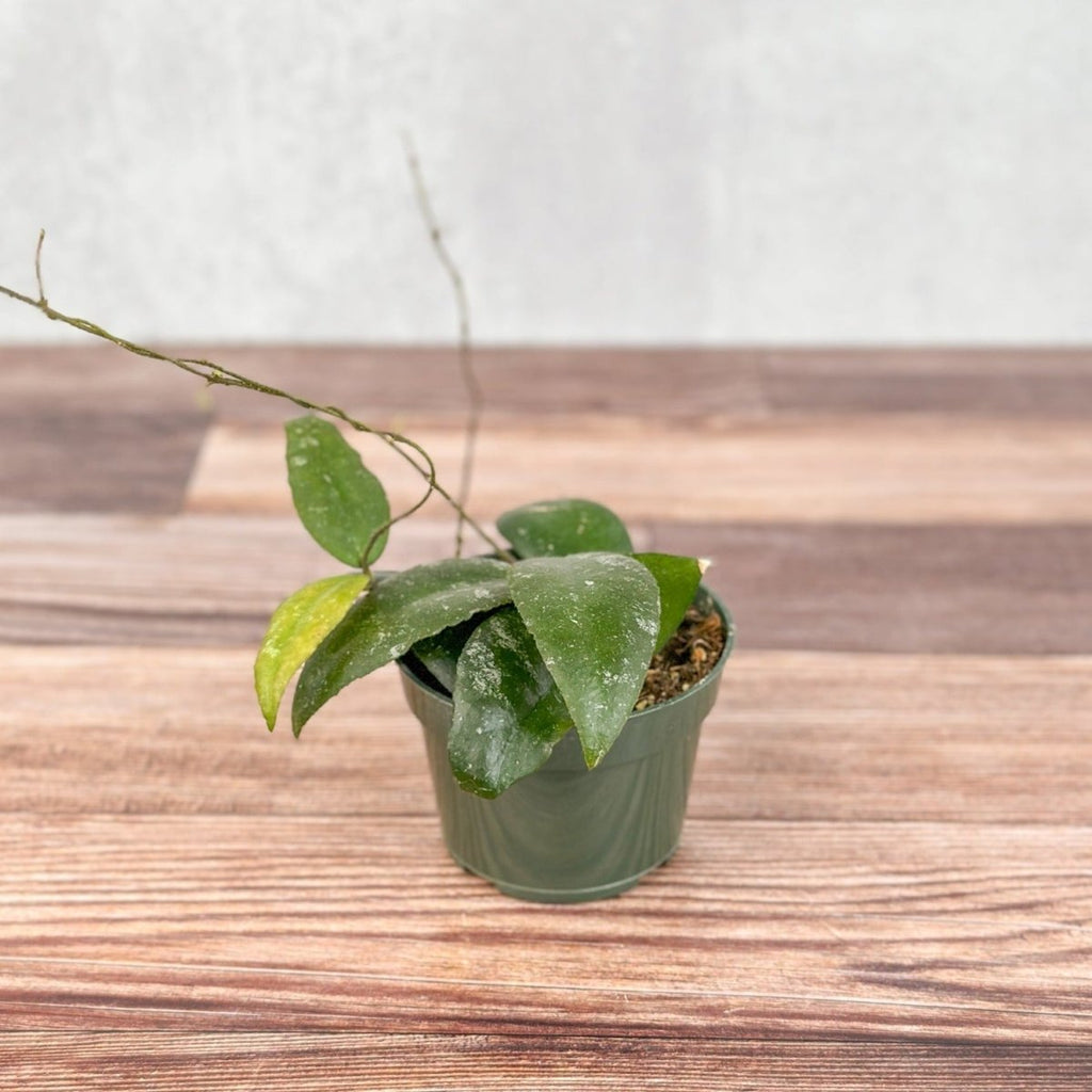 Hoya caudata ‘Sumatra’ Wax Flower - Ed's Plant Shop