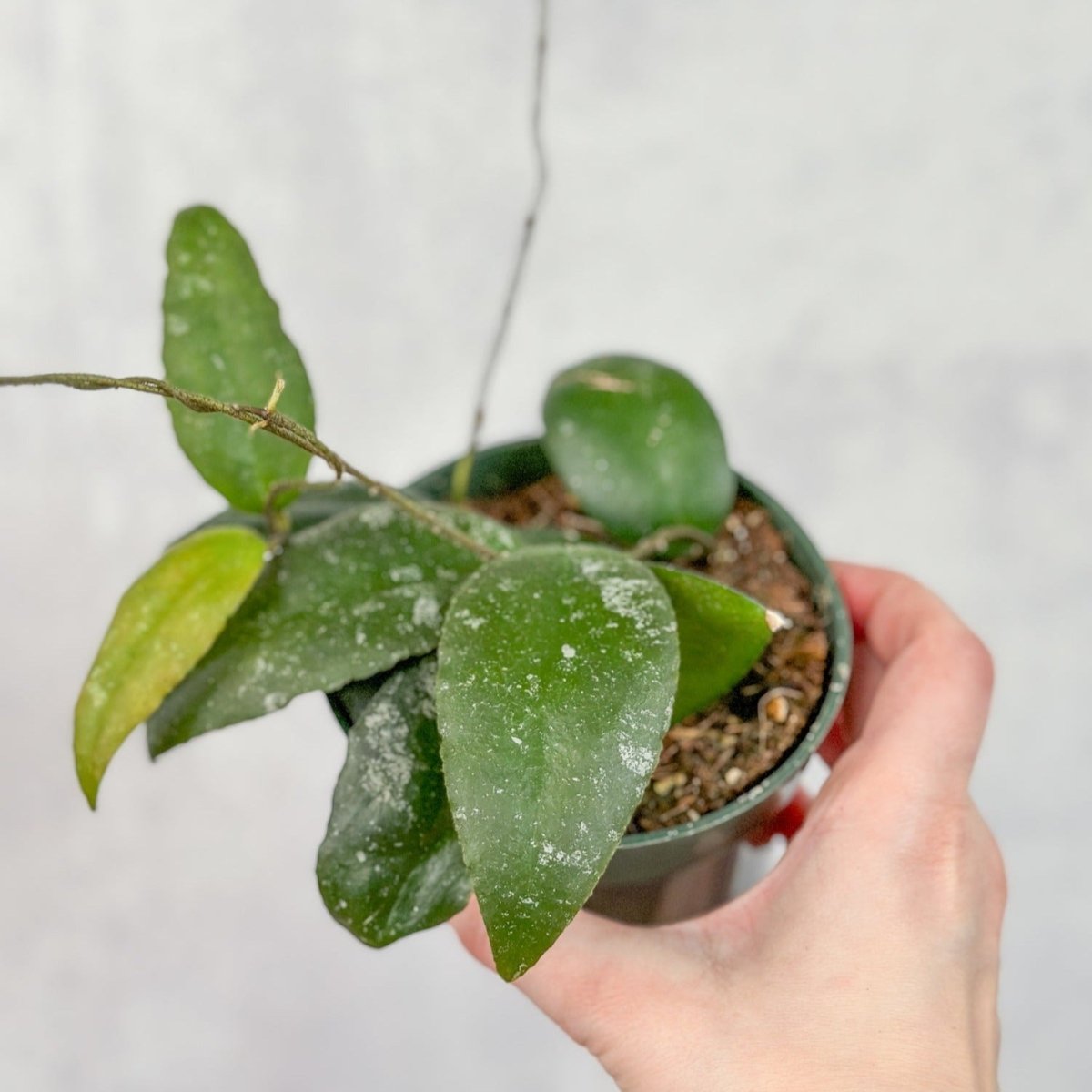 RARE | 2in RARE 4in Hoya DASYANTHA | Hard to find Hoya | Collector Hoya | Rare Waxplant Hoya | Rare Hoya Houseplant | cheapest Rare Houseplant