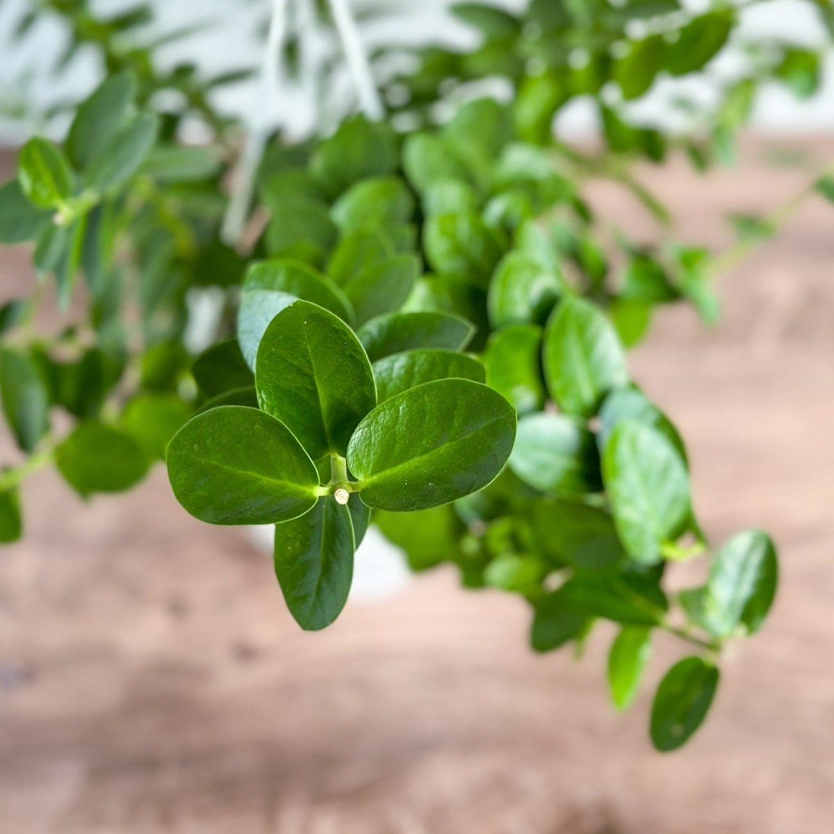 hanging plant with tiny leaves Hoya cumingiana