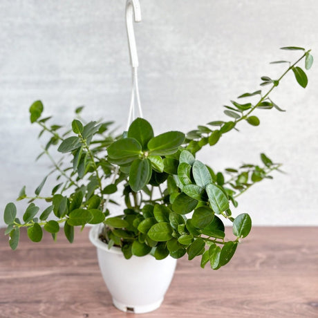 Hoya cumingiana - Small Leaf Hoya Hanging Basket - Ed's Plant Shop