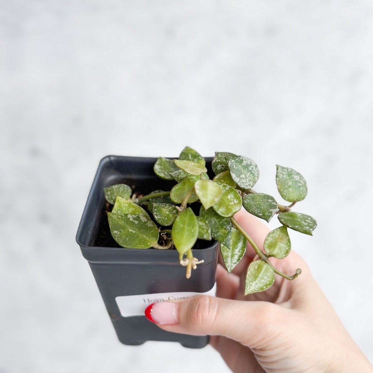 Hoya Curtisii - Tiny - Leaf Waxflower - Ed's Plant Shop