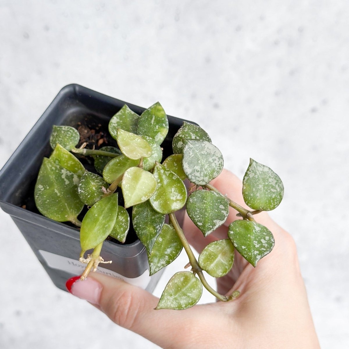 house plant tiny leaves Hoya curtisii