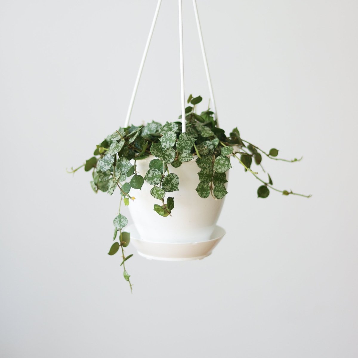 waxy leaf hanging plant Hoya Curtisii
