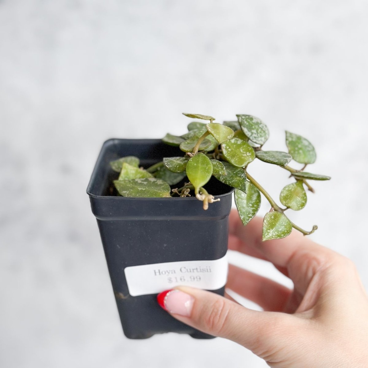 Hoya Curtisii - Tiny - Leaf Waxflower - Various Sizes - Ed's Plant Shop