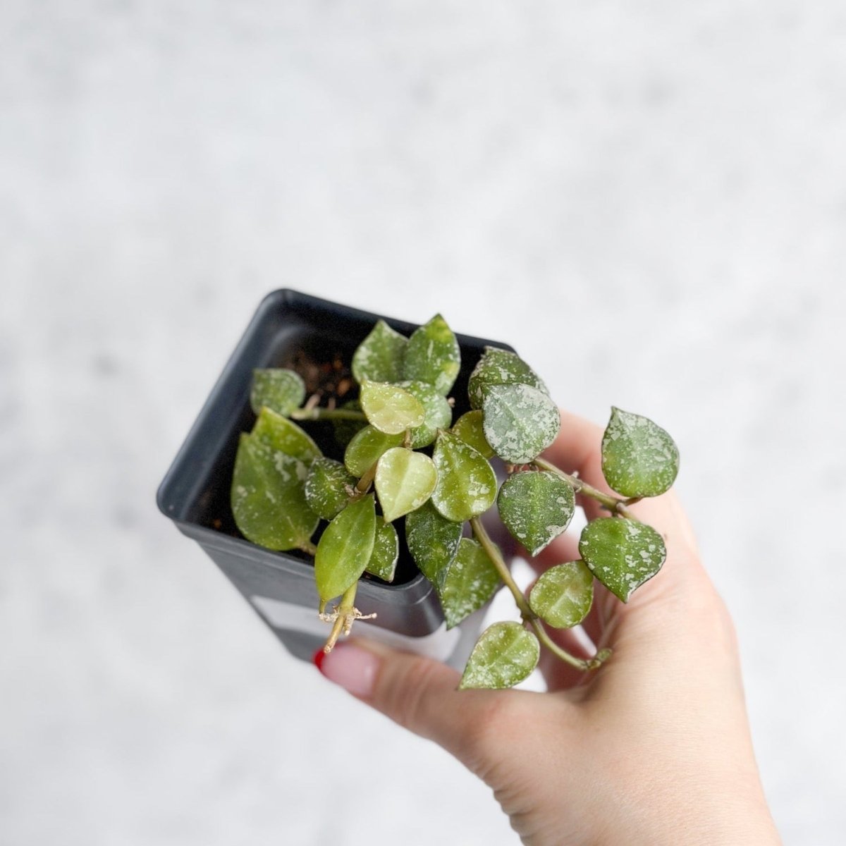 Hoya Curtisii - Tiny - Leaf Waxflower - Various Sizes - Ed's Plant Shop