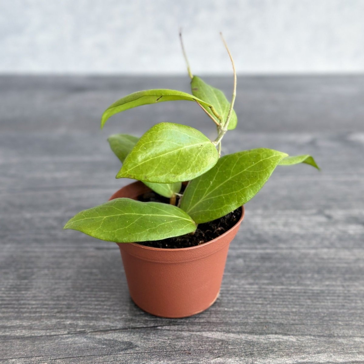 Hoya cutis-porcelana