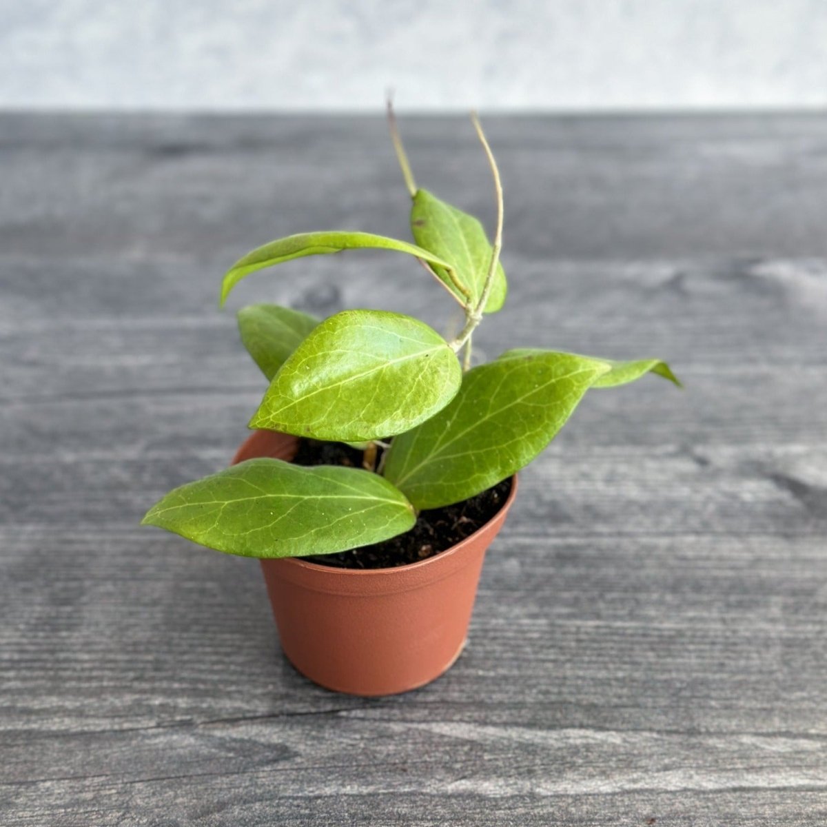 Hoya Cutis - Porcelana - Porcelain Skin Hoya - Various Sizes - Ed's Plant Shop