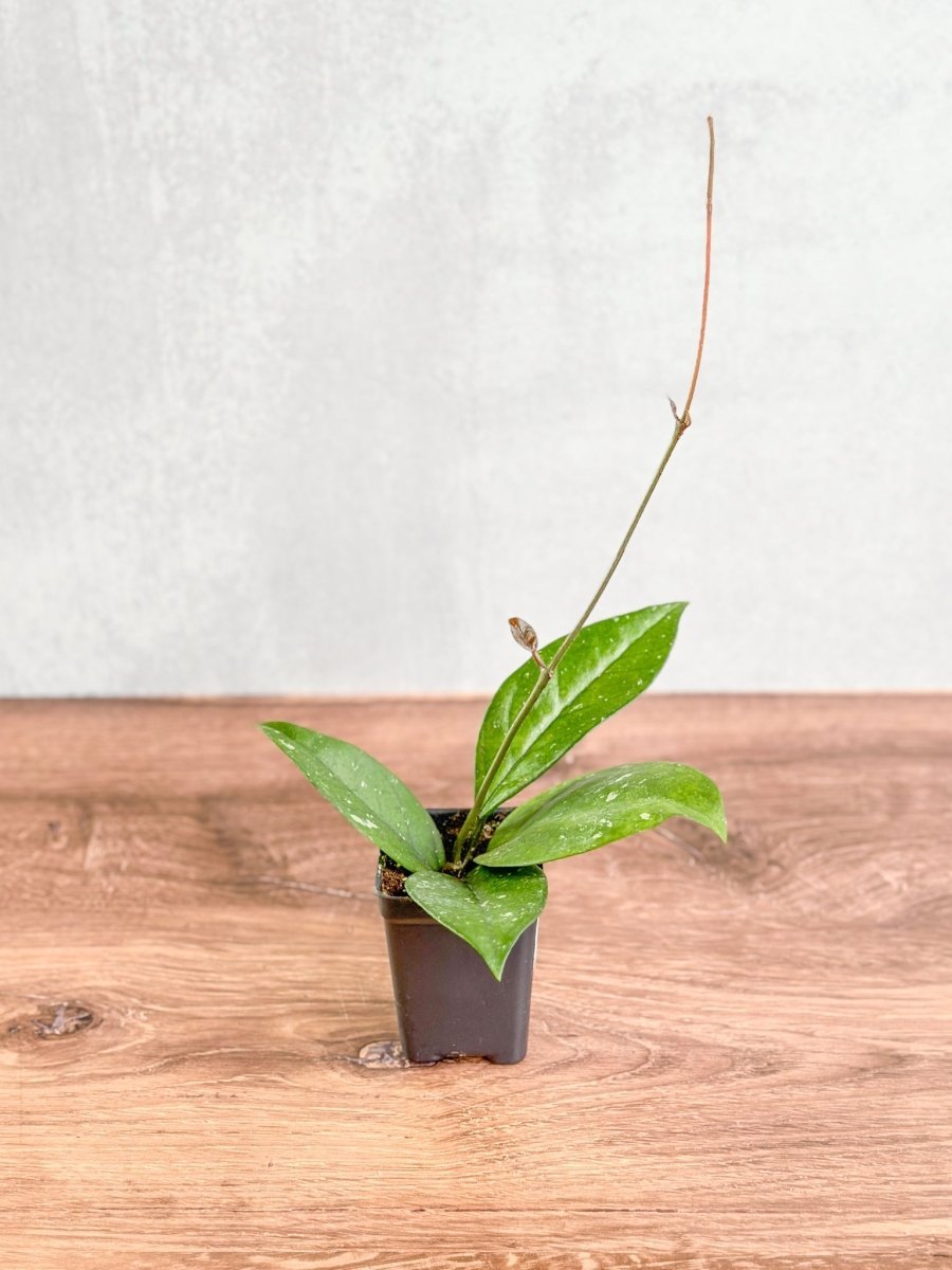 Buy Hoya Fungii x Pubicalyx – Ed's Plant Shop – Ed's Plant Shop