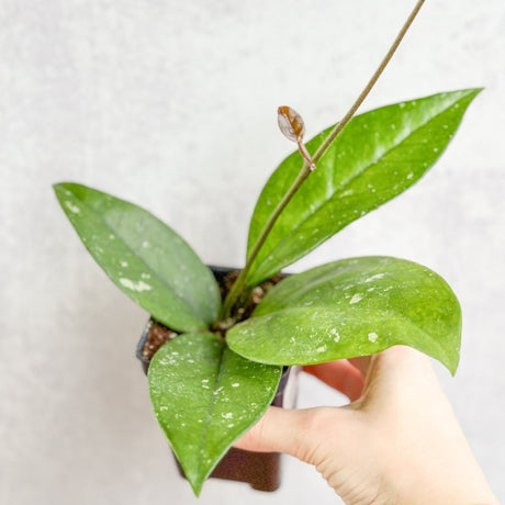 Hoya Fungii x Pubicalyx - Fungii Wax Plant - 4 Inch - Ed's Plant Shop