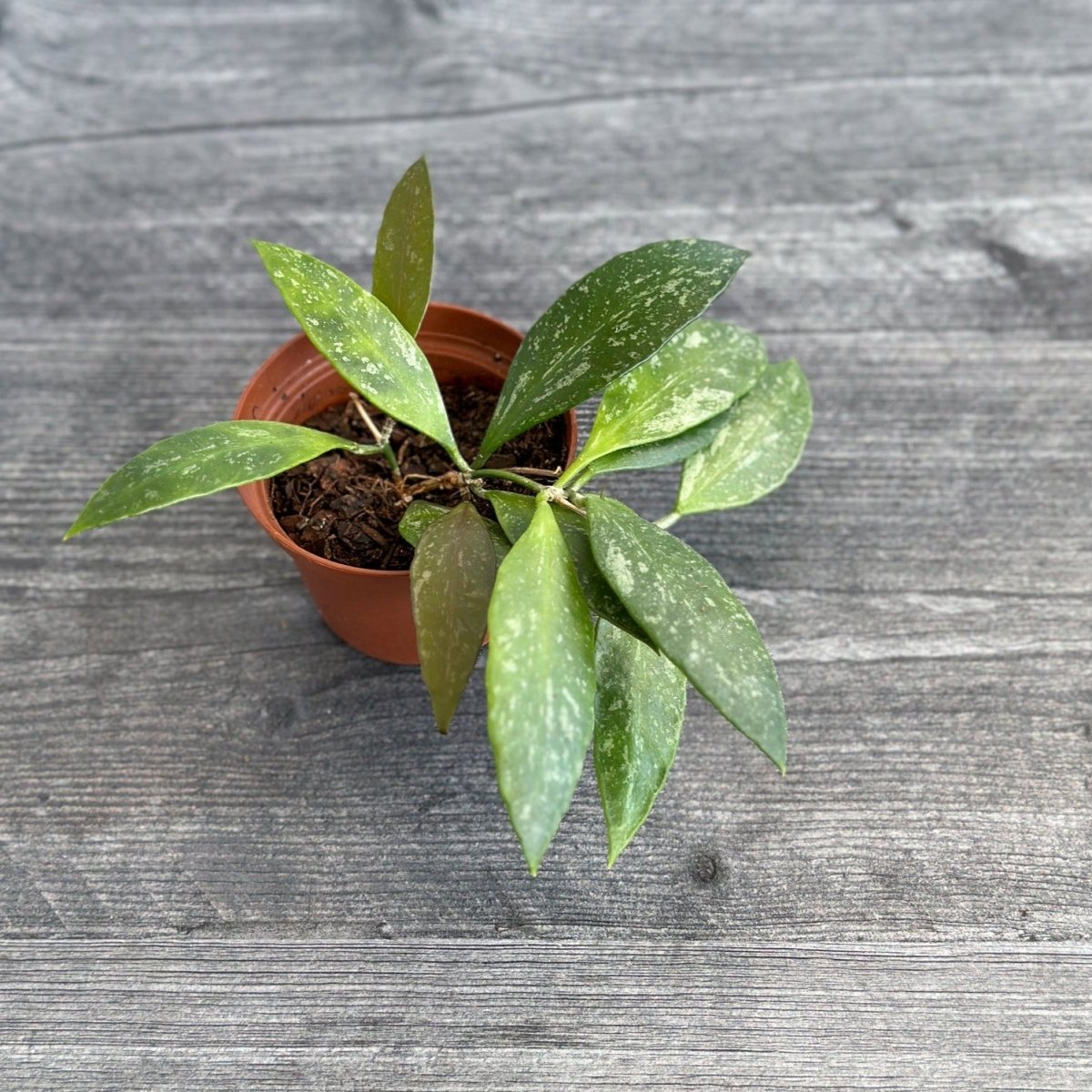 Hoya Gracilis - Hoya memoria - 2.5 Inch - Ed's Plant Shop