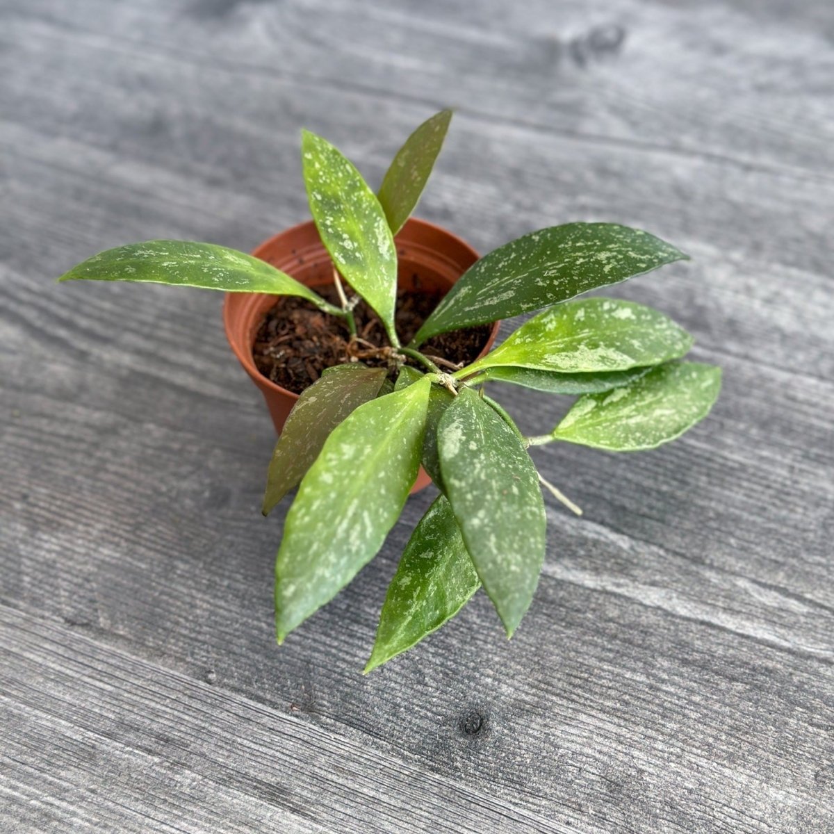 Hoya Gracilis - Hoya memoria - 2.5 Inch - Ed's Plant Shop