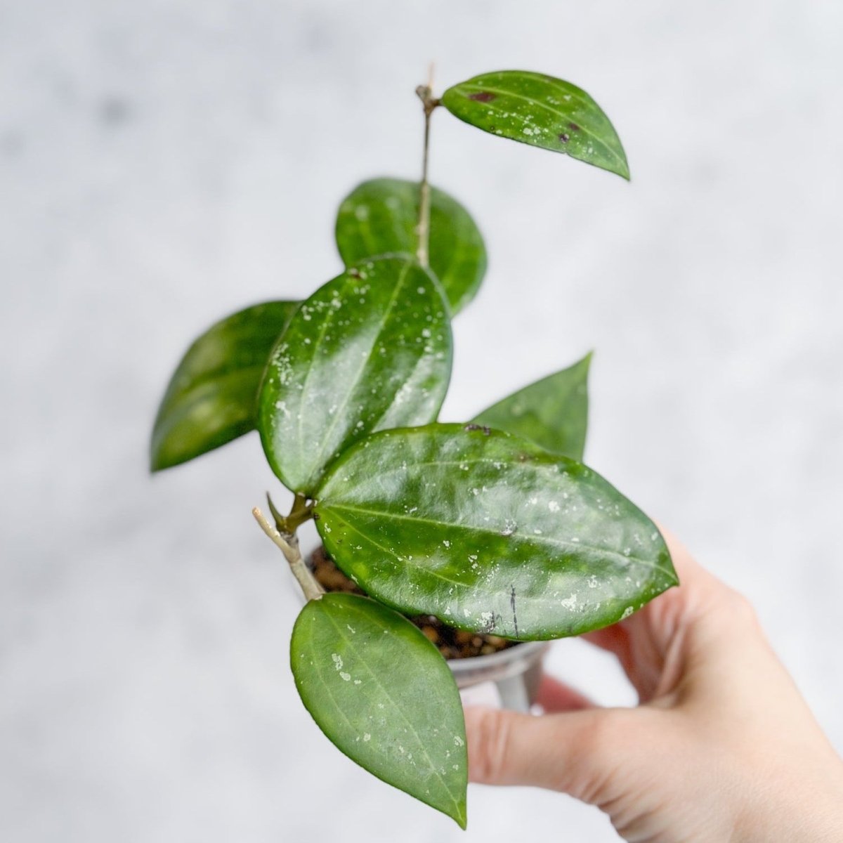 Hoya Hanhai - Pink Hanhai Hoya - 3 Inch - Ed's Plant Shop