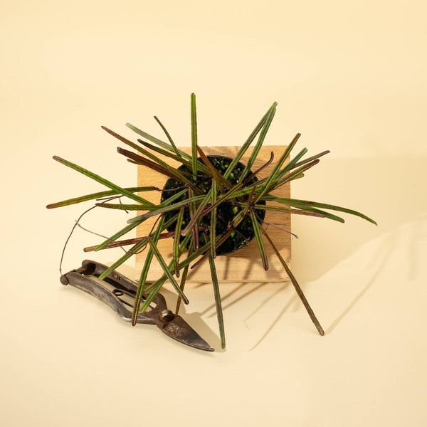 Hoya ‘Insularis’ in 4-inch nursery pot showing slender, straw-like green leaves cascading downward