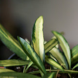 Hoya Kentiana Variegata - 2.5 Inch - Ed's Plant Shop