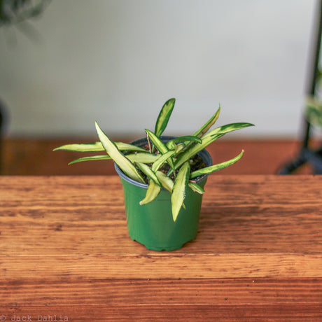 Hoya Kentiana Variegata