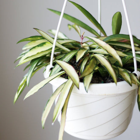 Hoya Kentiana Variegata - Hanging Basket - Ed's Plant Shop