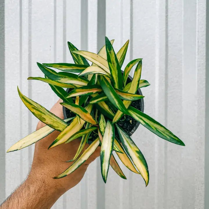 Hoya kentiana ‘Variegata’ – Rare Variegated Wax Plant