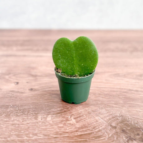 Hoya Kerrii 'Hoya Heart' Sweetheart Plant - 2.5 Inch - Ed's Plant Shop