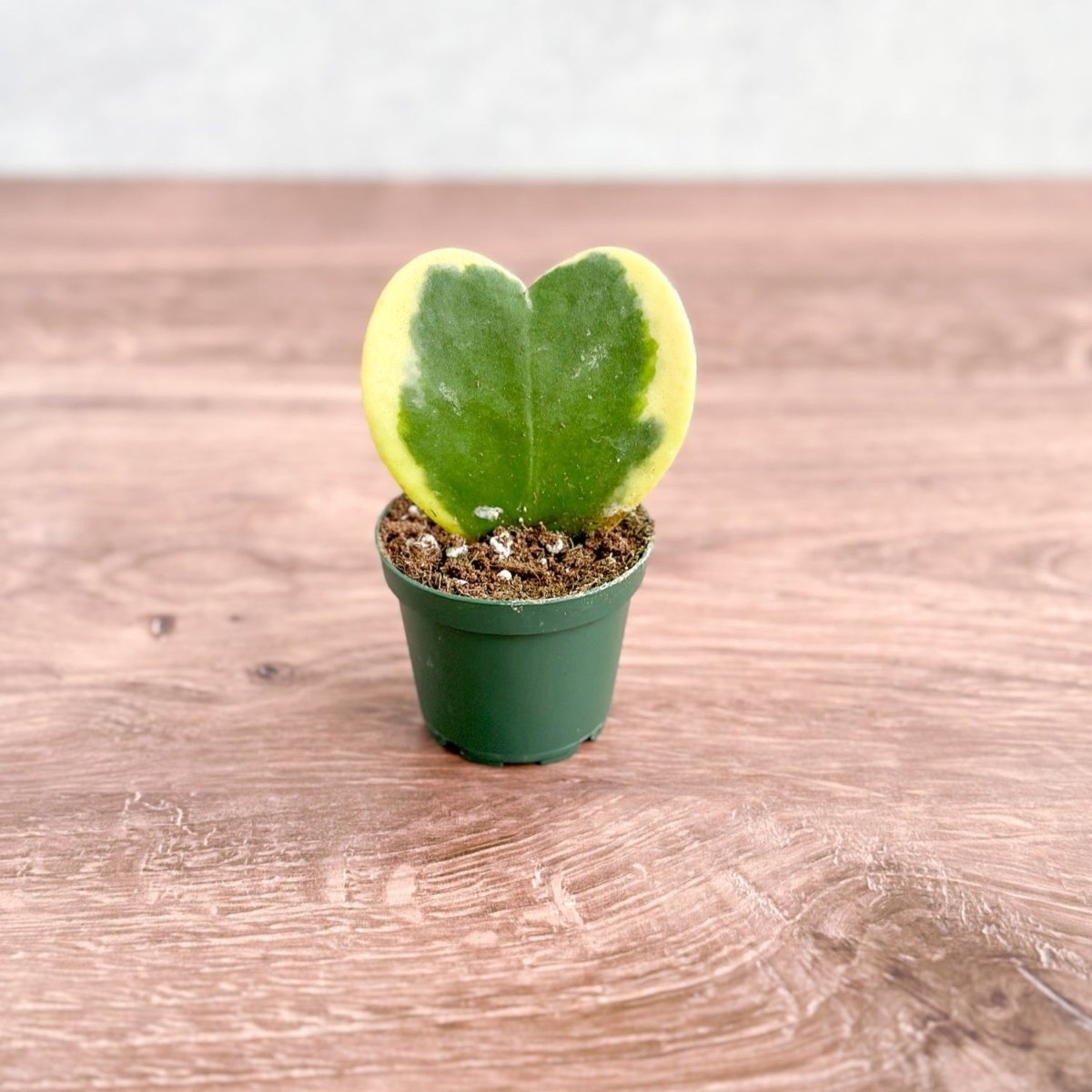 heart succulent plants Hoya kerrii ‘Variegata’ – Variegated Hoya Heart (Sweetheart Plant)