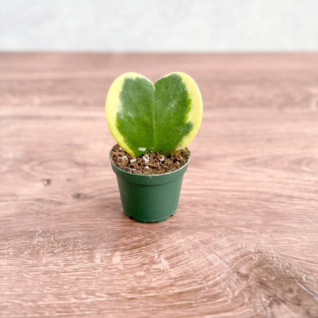 Hoya Kerrii Varigated 'Hoya Heart' Sweetheart Plant - Ed's Plant Shop