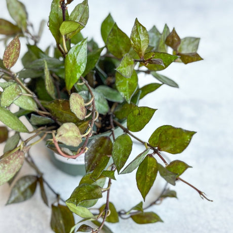 Hoya khroniana 'Black' - Black Hoya - Ed's Plant Shop