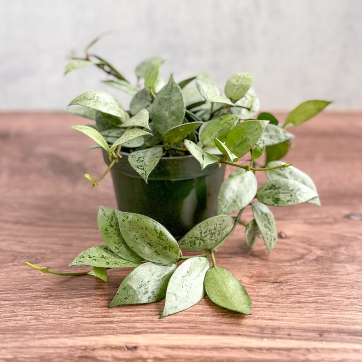 訳ありセール　レア　ホヤ　Hoya  cui silver サクララン Hoya michelle silver ホヤ植物 ホヤの花 Hoya plants 希少 レ