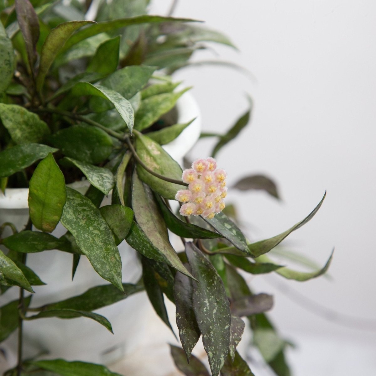 Hoya lacunosa ‘Royal Flush’ - Ed's Plant Shop