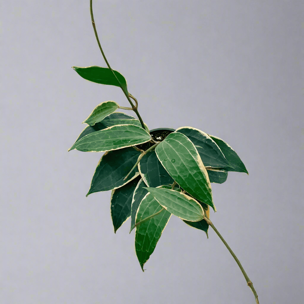 Hoya Macrophylla 'Variegata' - Ed's Plant Shop