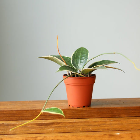 Hoya Macrophylla - Variegated Hoya - Various Sizes - Ed's Plant Shop