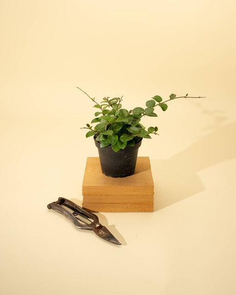 Hoya 'Mathilde' - Miniature Wax Plant - Ed's Plant Shop