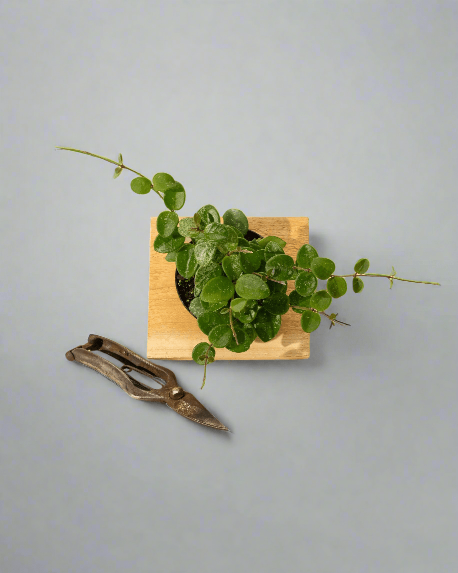 Hoya Mathilde Wax Plant - Thumbnail 4