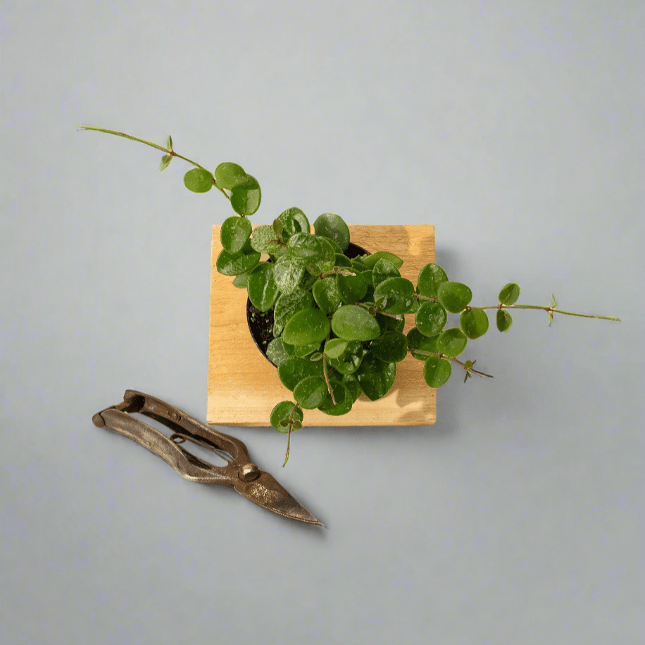 Hoya Mathilde Wax Plant - Thumbnail 2