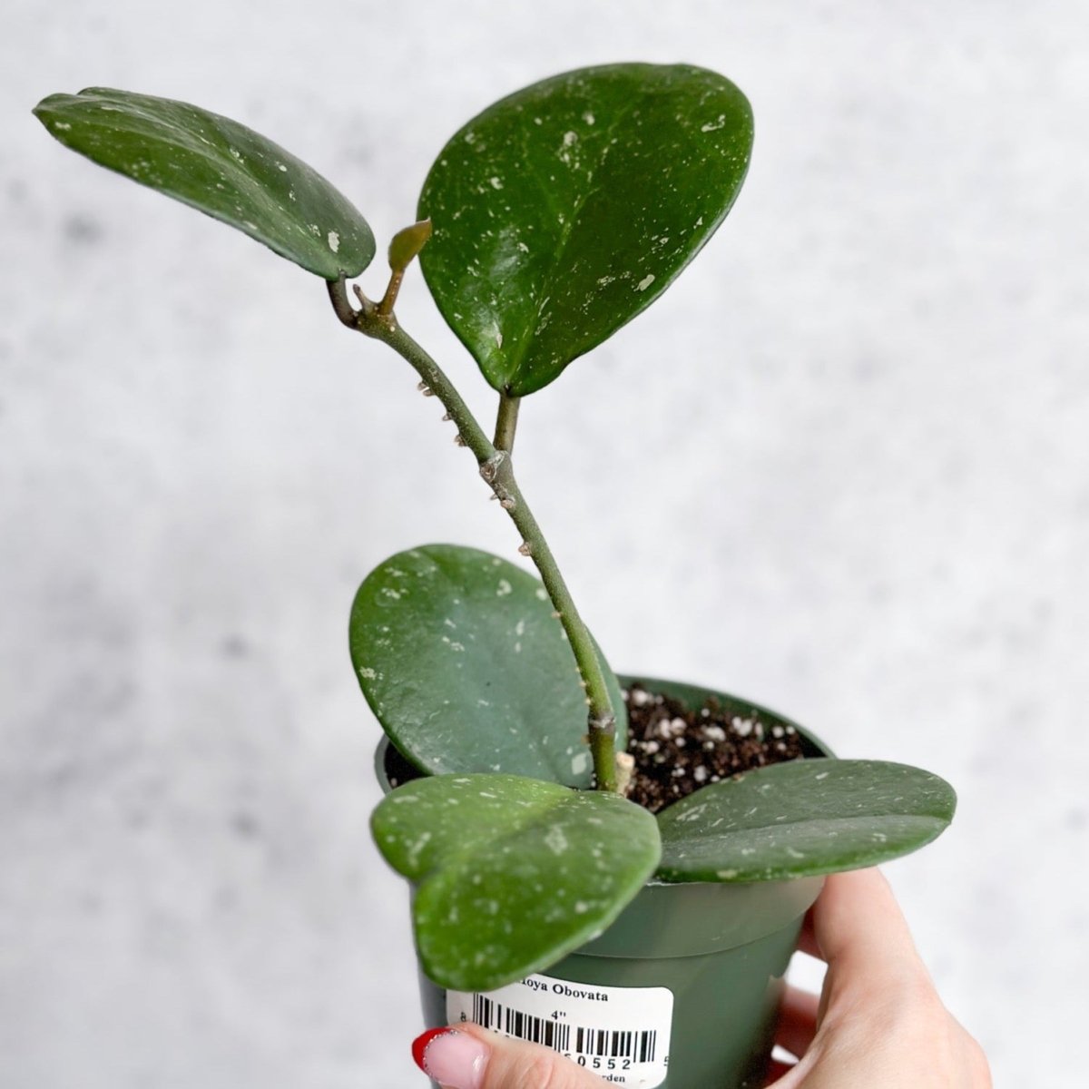 Hoya Obovata ‘Splash’ - Ed's Plant Shop