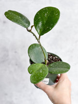 Hoya Obovata ‘Splash’ - Splash Variegated Hoya - 4 Inch - Ed's Plant Shop