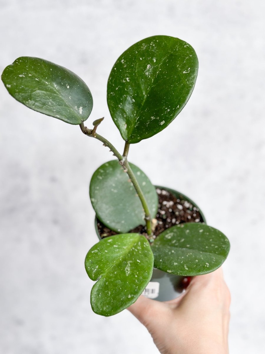 Hoya Obovata ‘Splash’ - Splash Variegated Hoya - 4 Inch - Ed's Plant Shop