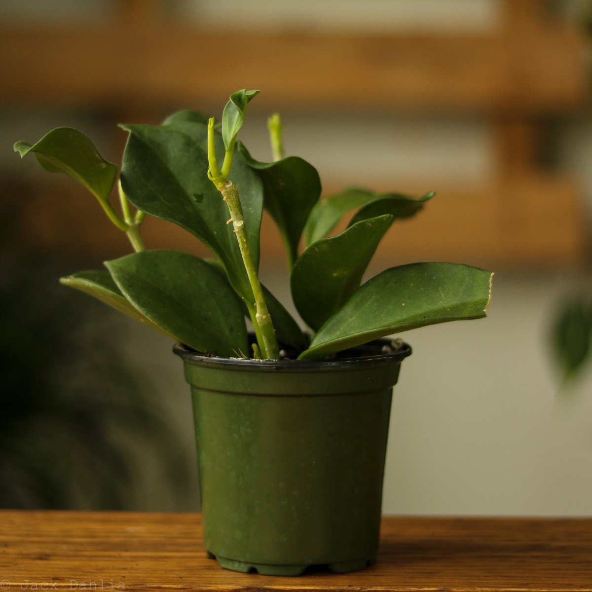 Hoya pachyclada - Rare Wax Plant – Ed's Plant Shop