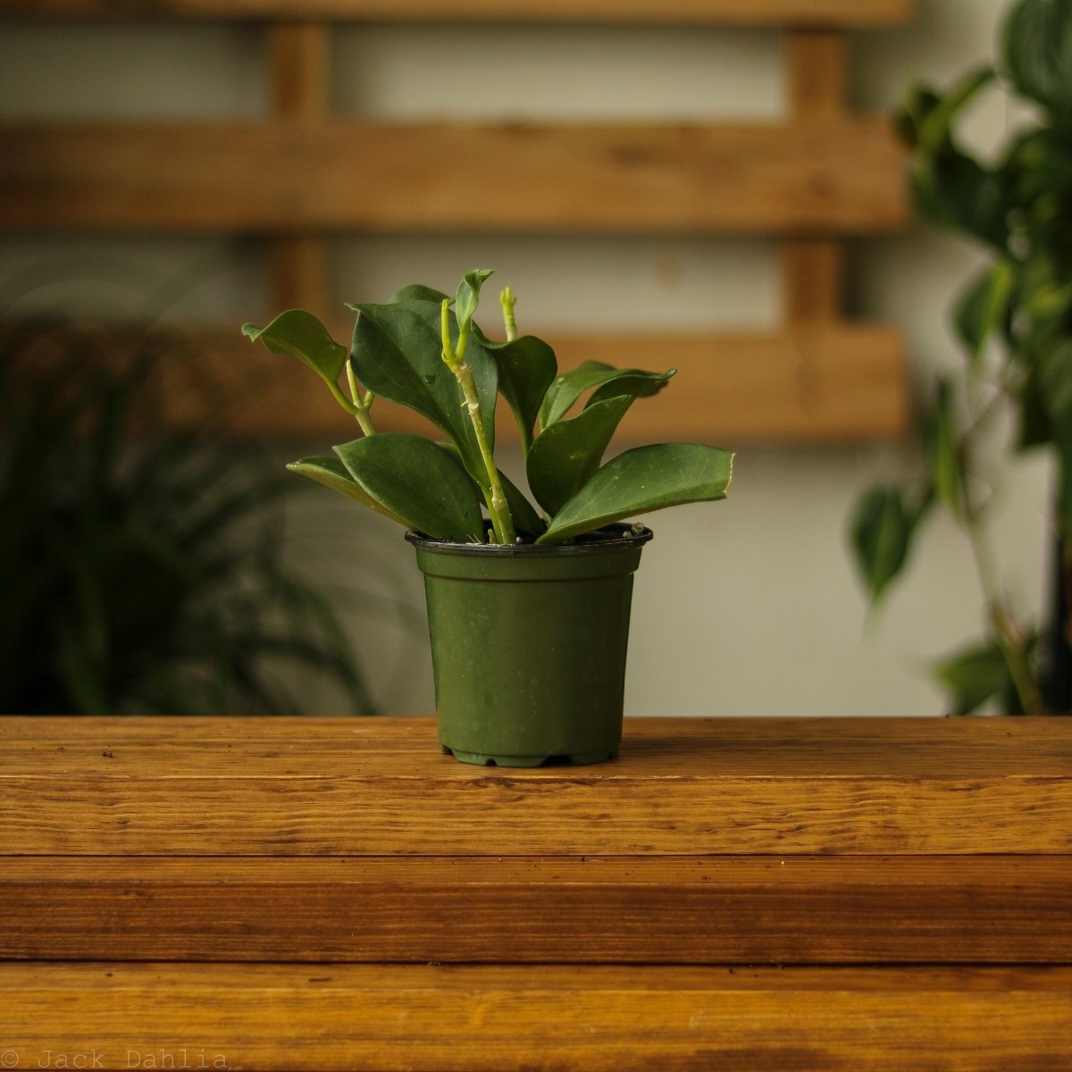 Hoya pachyclada - Rare Wax Plant – Ed's Plant Shop