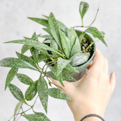 Hoya parviflora - Dappled Wax Plant - Various Sizes - Ed's Plant Shop